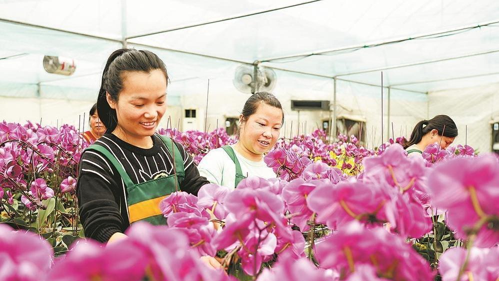 龍巖市龍?zhí)舵?zhèn)：數(shù)千株蝴蝶蘭競(jìng)相綻放